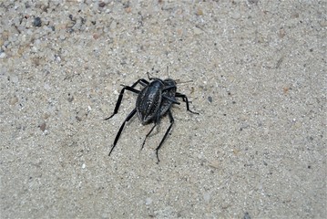 beetle mother