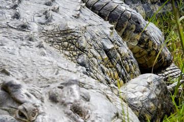 Crocodile in Murchison Falls in Uganda