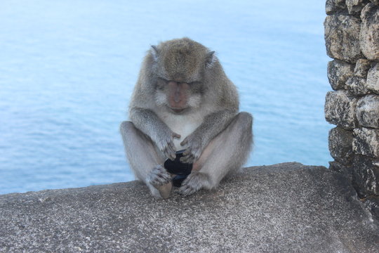 monkey playing with glasses. Temple Uluwatu, Bali island, Indonsia 