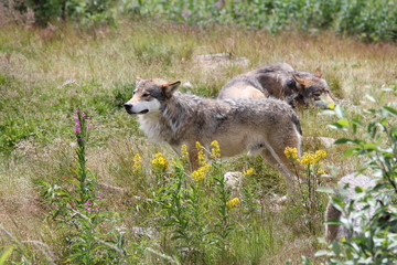 Obraz premium wolf and wolf