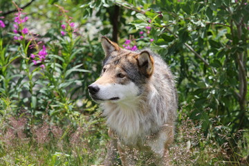 wolf in the forest