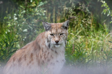 portrait of a lynx
