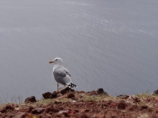 Mouette debout