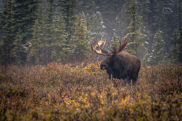 Naklejka na ściany i meble Moose in the Forest