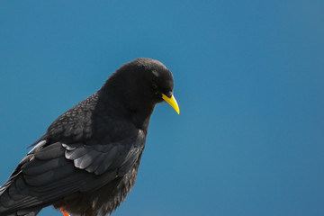 ritratto di Gracchio alpino (Pyrrhocorax graculus) con sfondo cielo blu
