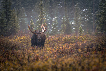 Moose in the Forest