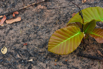 New tree On a dry land after a forest fire burned during the dry season