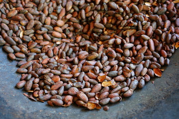 Roasting fresh cocoa beans in a large skillet in Costa Rica