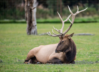 A bull Elk lies around in green grass.