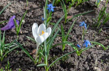 Beautiful small and colorful spring flowers on a sunny day.