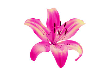 Flower pink lily on a white background. Beautiful flower for designers.