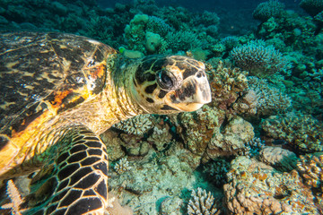 Fototapeta premium Hawksbill sea turtle in the Red Sea, dahab, blue lagoon sinai