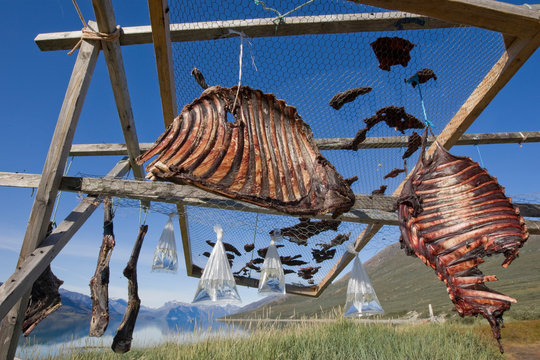 Traditional drying of caribou meat at a summer camp near Nuuk, Greenland