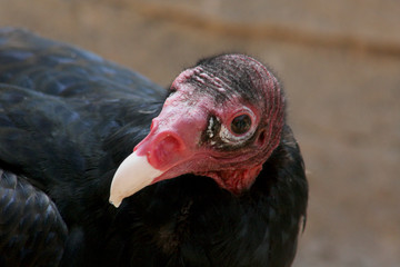 Turkey Vulture Portrait