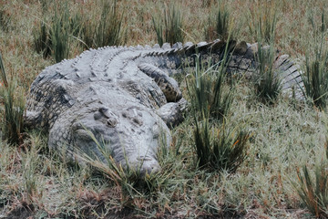 Crocodile in Murchison Falls in Uganda