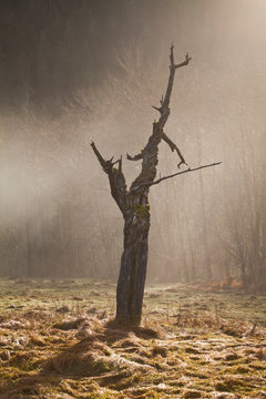 Sun rays shine down upon a dead tree standing in a cleared field in Olympic National Park, Washington.