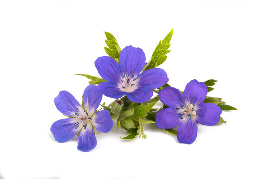 Geranium sylvaticum