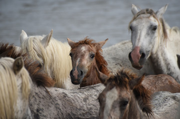 wild horses