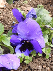 blue iris in garden