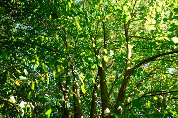 Fototapeta na wymiar Tree at summer