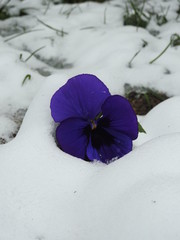 flower on blue background