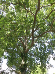 Obraz premium Tree at summer