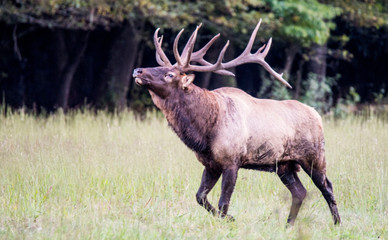 A bull Elk with large antlers has his head thrown back winding.