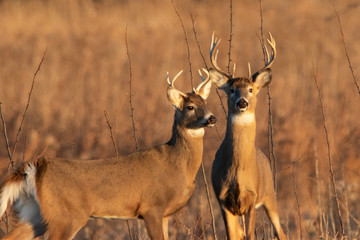 Two White-Tail Bucks