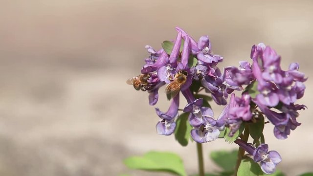 Violet blooming corydalis cava in light breeze, spring blue flowers, first spring plants. Hardworking bee flying from blossom to blossom collecting honey. Slow motion video