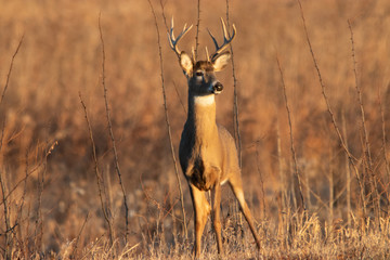 Beautiful Buck