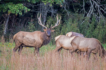 Naklejka na ściany i meble A bull Elk checks on his female harem during the rutting season.