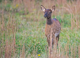 Little baby Elk with spots looks over a field in Cataloochee.