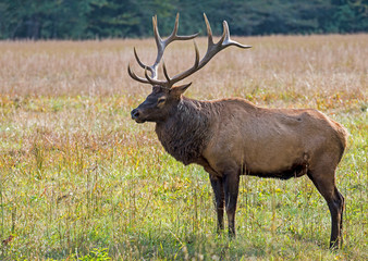 Naklejka na ściany i meble A bull Elk with large antlers during the rutting season in the Smokies.
