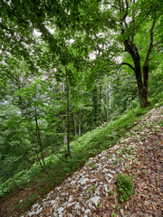 A dirt mountain road among the green trees on a cloudy summer day