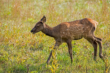 Naklejka na ściany i meble Baby Elk with spots in Cataloochee during summer.