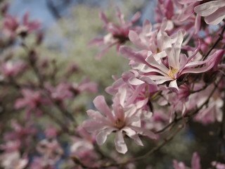 Magnolia blossoms in spring outside