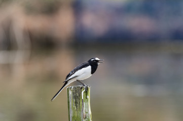 セグロセキレイ