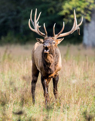 A bull Elk walking in a grassy field bugling during the rutting season.