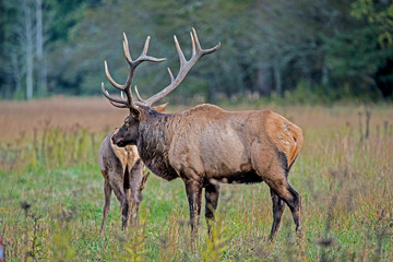 Naklejka na ściany i meble A bull Elk checks on his female harem during the rutting season.