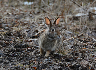 Bunny Rabbit 
