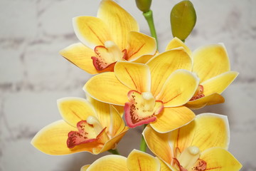 orange Orchid Cymbidium