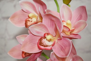 Fototapeta na wymiar pink Orchid Cymbidium