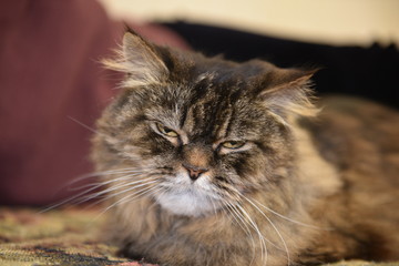 Large fluffy satisfied well-fed cat close-up