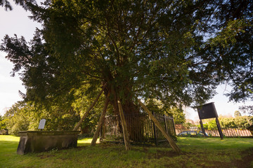 The ancient yew tree thought to be 1500-2000 years old one of the seven wonders of Wales at Saint Mary the Virgin Church Overton on Dee North Wales