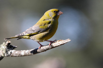 European greenfinch. Chloris chloris