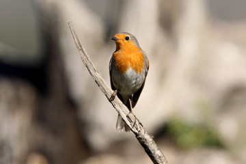 European robin. Erithacus rubecula