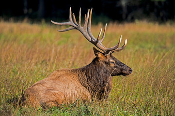 Naklejka na ściany i meble A Bull Elk with large antlers lying down in late evening sun.