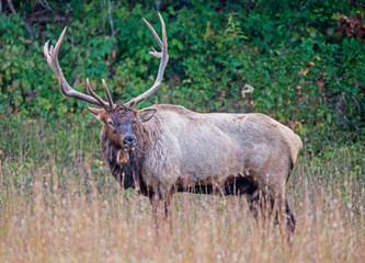 A bull Elk with large antlers during the rutting season in the Smokies.