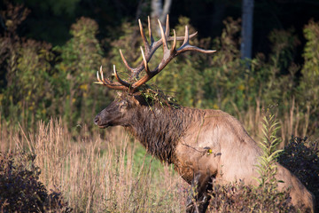 A Bull Elk rises out of a creek with weeds hanging from his antlers.