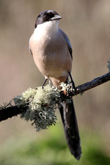 Azure-winged magpie. Cyanopica cyanus